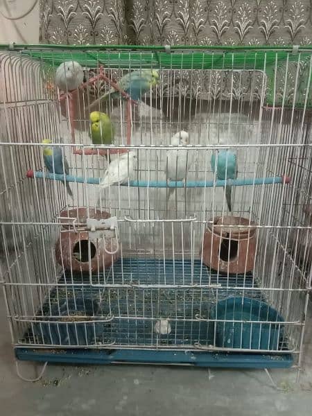 Australian parrot's with steel cages 7