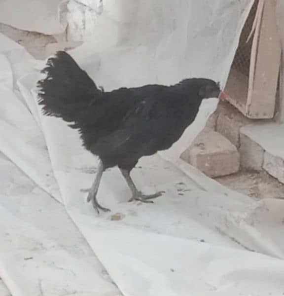 Ayam Cemani Black Toung female 3