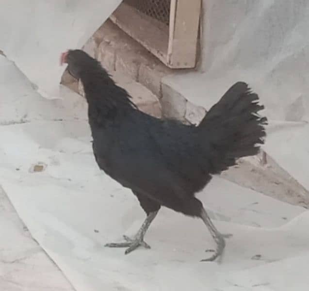 Ayam Cemani Black Toung female 4