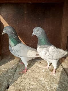 difference pigeons