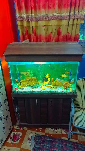 Aquarium Mash Allah New Jasa With Fishes. . 1
