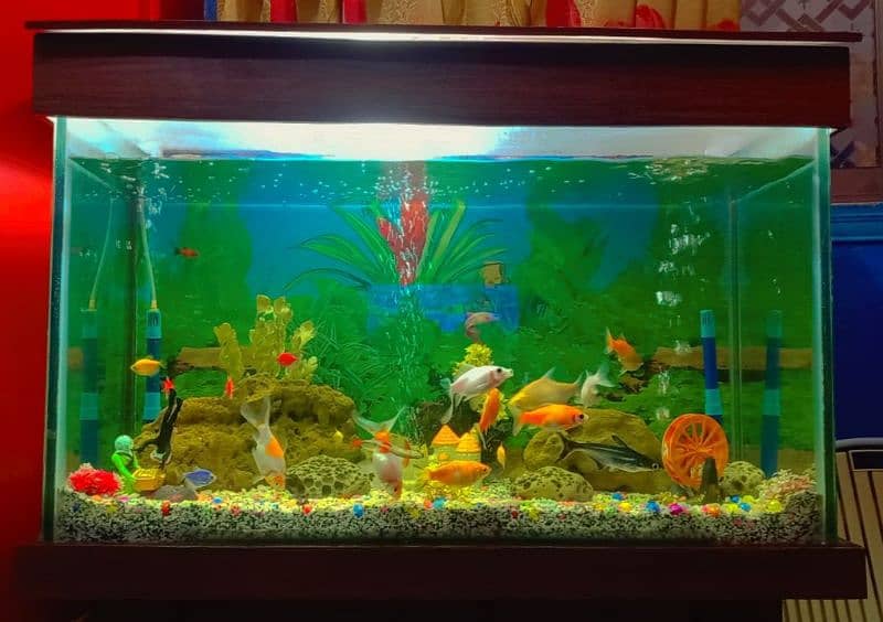 Aquarium Mash Allah New Jasa With Fishes. . 2
