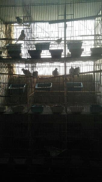 Dove breeder pair 0