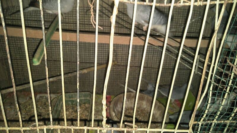 Dove breeder pair 3