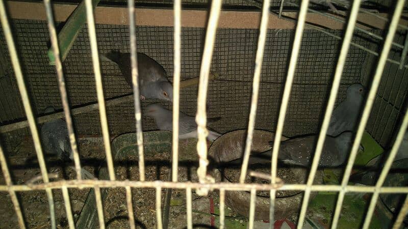 Dove breeder pair 4