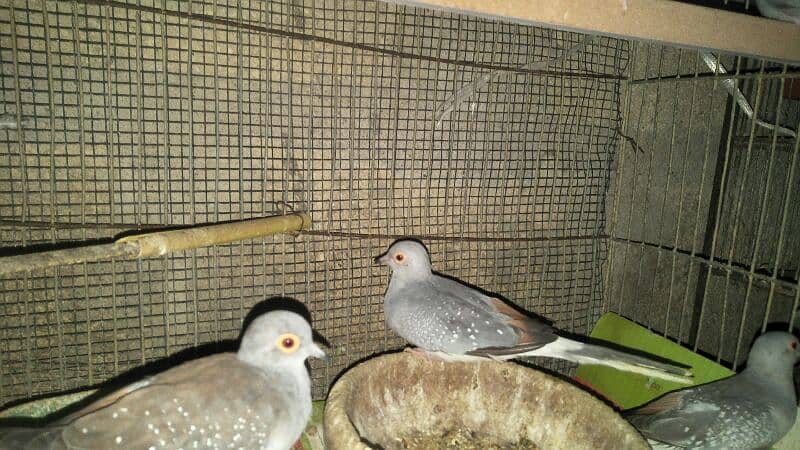 Dove breeder pair 6