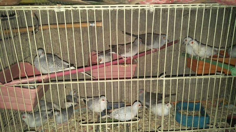 Dove breeder pair 11