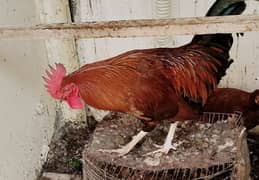 selling rooster and hen in good health. 0