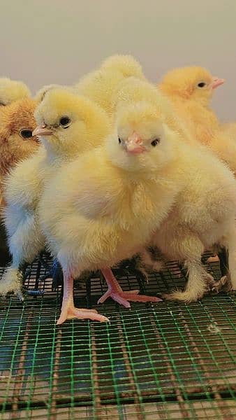 Fancy Chicks,Golden bhuf Heavy,Silky,Polish,Bantam,Turkey,Ayam Cemani 1