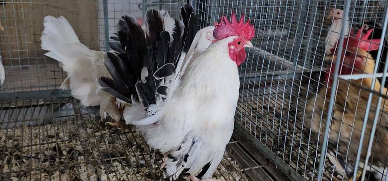 Fancy Chicks,Golden bhuf Heavy,Silky,Polish,Bantam,Turkey,Ayam Cemani 14