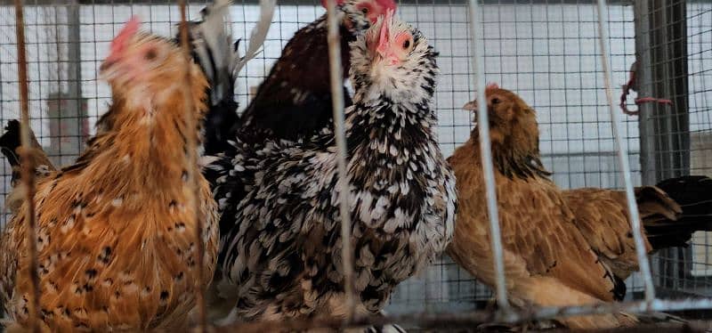 Fancy Chicks,Golden bhuf,Silky,Polish,White heavy,Bantam,Turkey,Barama 14