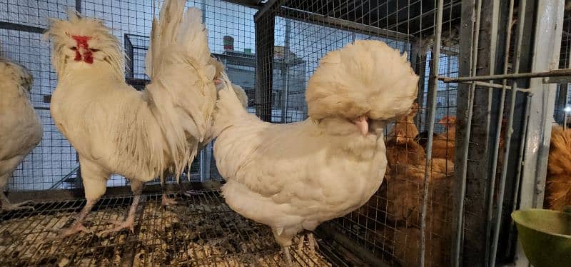 Fancy Chicks,Golden bhuf Heavy,Silky,Polish,Bantam,Turkey,Ayam Cemani 16