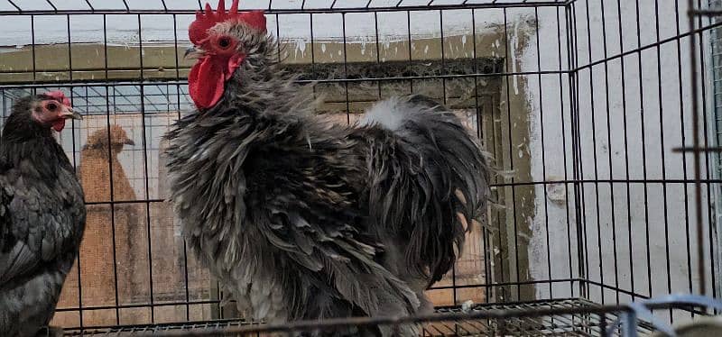 Fancy Chicks,Golden bhuf Heavy,Silky,Polish,Bantam,Turkey,Ayam Cemani 9