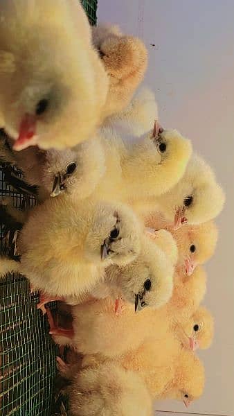 Fancy Chicks,Golden bhuf Heavy,Silky,Polish,Bantam,Turkey,Ayam Cemani 2