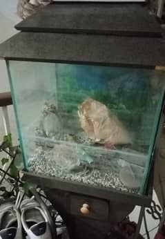 Fish Tank For Sale Complete