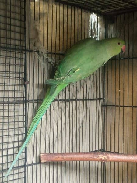 Ring Neck female parrot 8