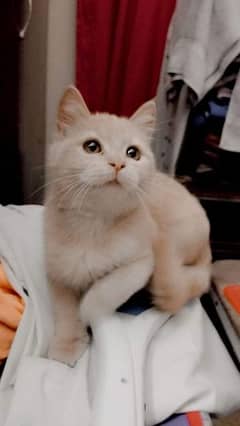 Munchkin cat hot sale olx