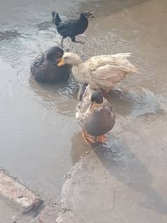 ducks pair 2 female 1 male 0