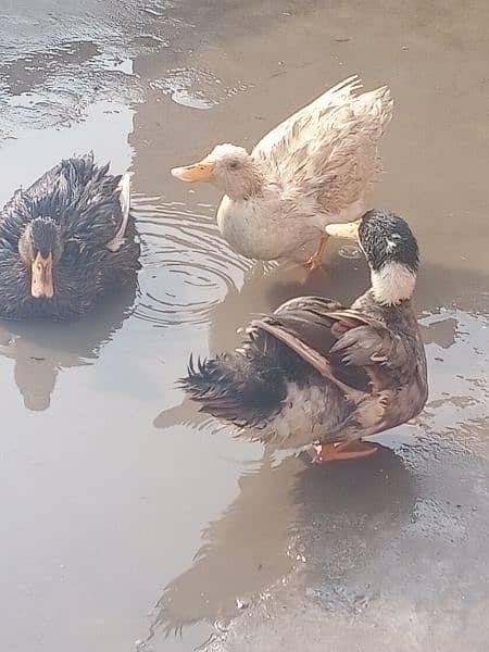 ducks pair 2 female 1 male 1