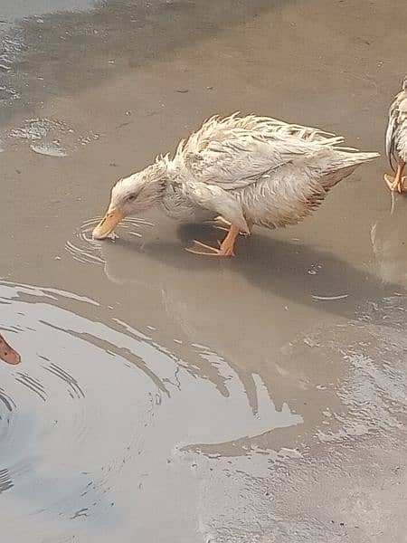 ducks pair 2 female 1 male 2