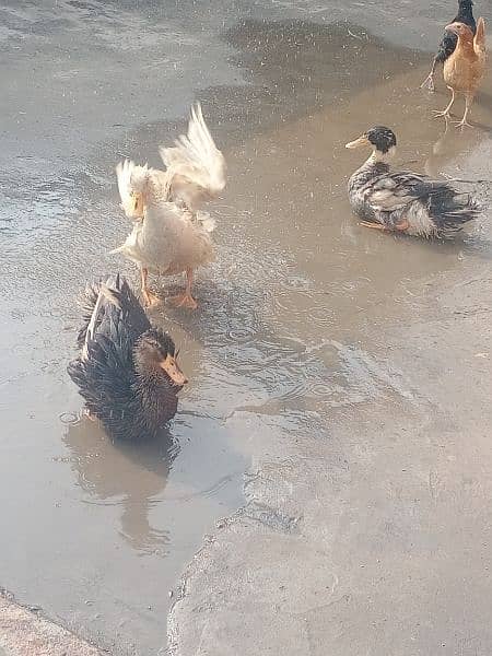 ducks pair 2 female 1 male 3