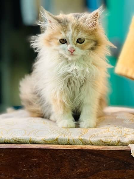 Persian cats and kittens 3