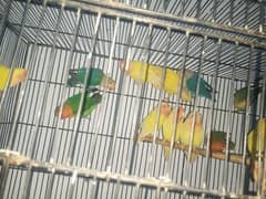some bird's available for sale