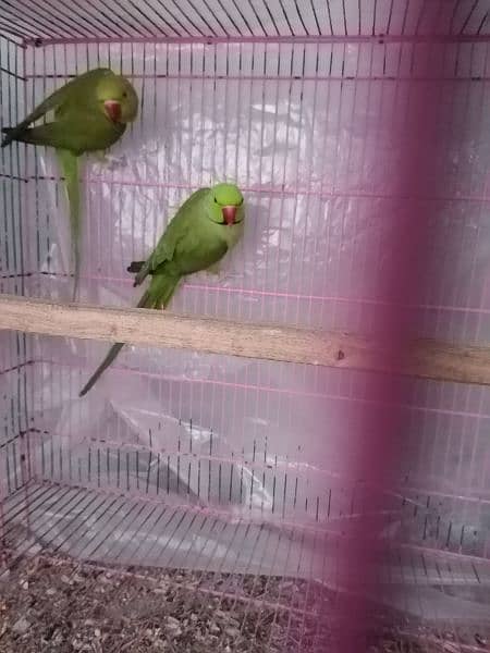 parrots 5