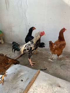 Aseel Hens and Chicks