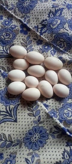 I have white silkey hens eggs available