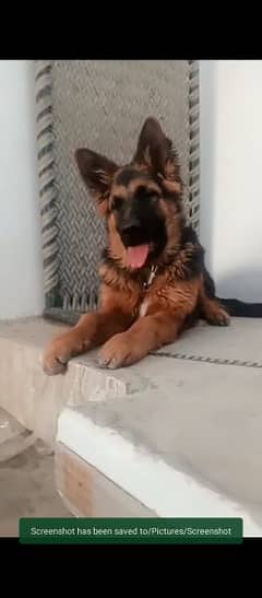 German shepherd sale puppy in olx