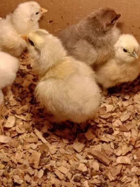 white silky chick blue ear pure english breed 1