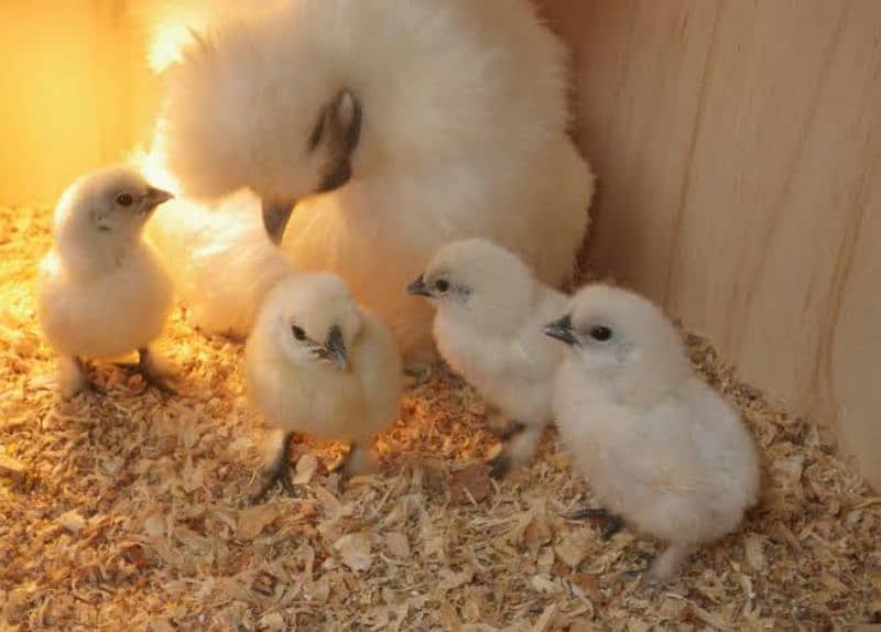 white silky chick blue ear pure english breed 2