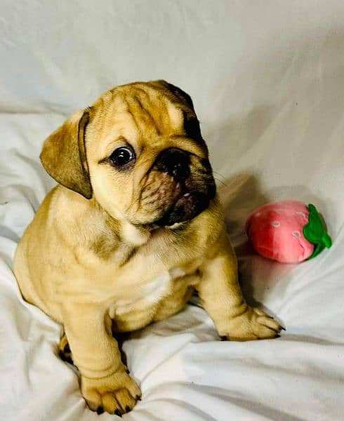 English best sale bulldog olx