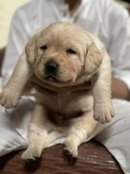 adorable Labrador puppies 1