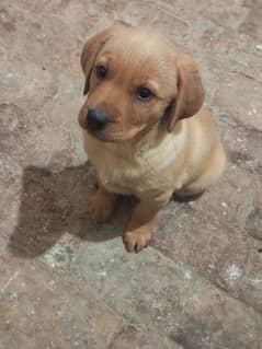 Buy labrador puppy hot sale olx