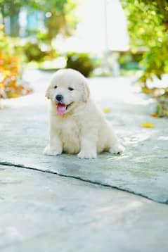 Golden retriever hot sale price olx