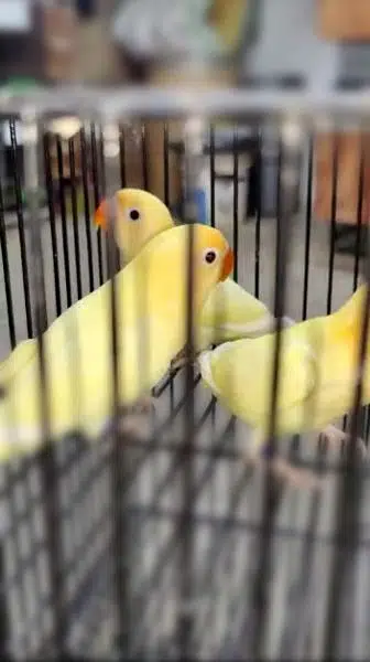 lovebird breader pair