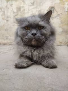 long fur,Multi colour Persian cat , fully trained and Innocent 0