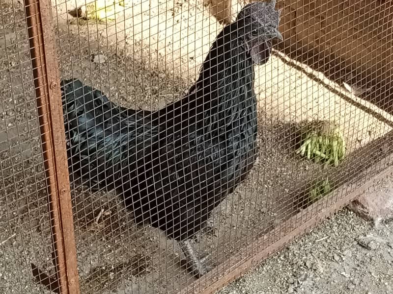 Ayame cemani breeder male 0