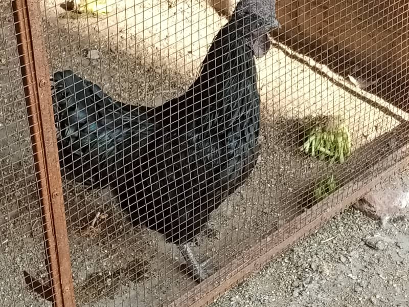Ayame cemani breeder male 1