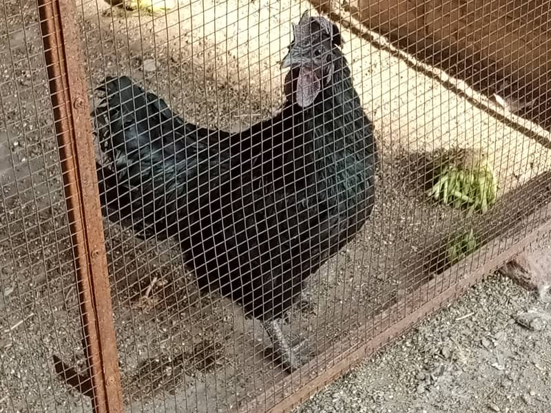 Ayame cemani breeder male 2