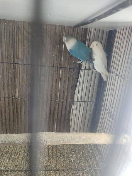 love birds Latino personata Redeyes and albino split ino Blue fishri 1