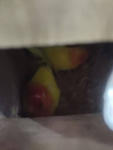 love birds Latino personata Redeyes breeder pair 2