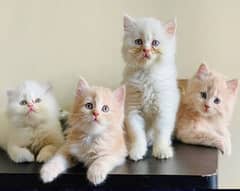 Persian triple coated kittens available in all colours Cod available
