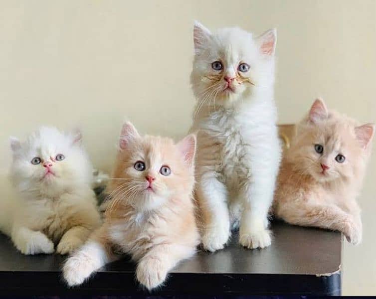 Persian triple coated kittens available in all colours Cod available 0