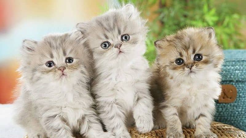 Persian triple coated kittens available in all colours Cod available 3