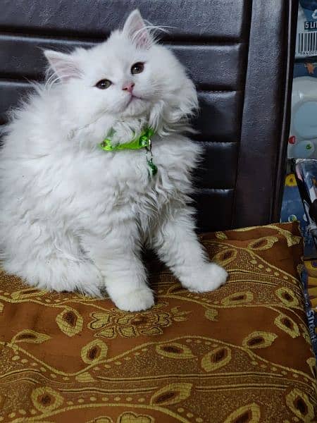 Persian triple coated kittens available in all colours Cod available 7