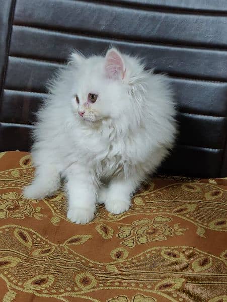 Persian triple coated kittens available in all colours Cod available 9