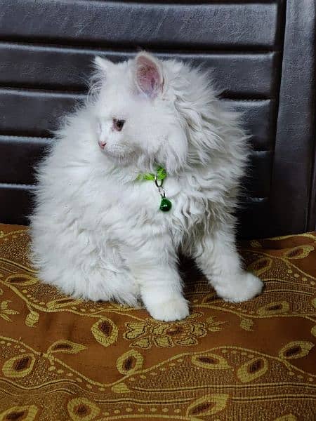 Persian triple coated kittens available in all colours Cod available 10
